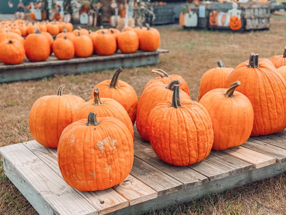 best pumpkin farms