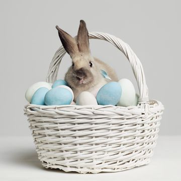 rabbit amongst coloured eggs in basket, studio shot