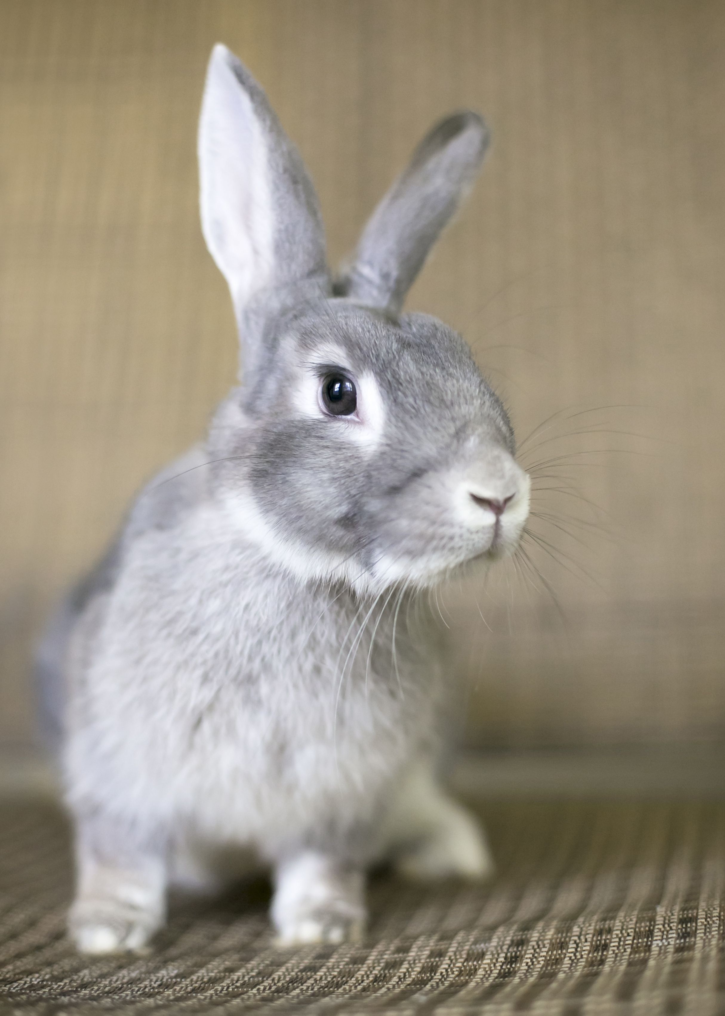 Type of rabbit for a pet orders