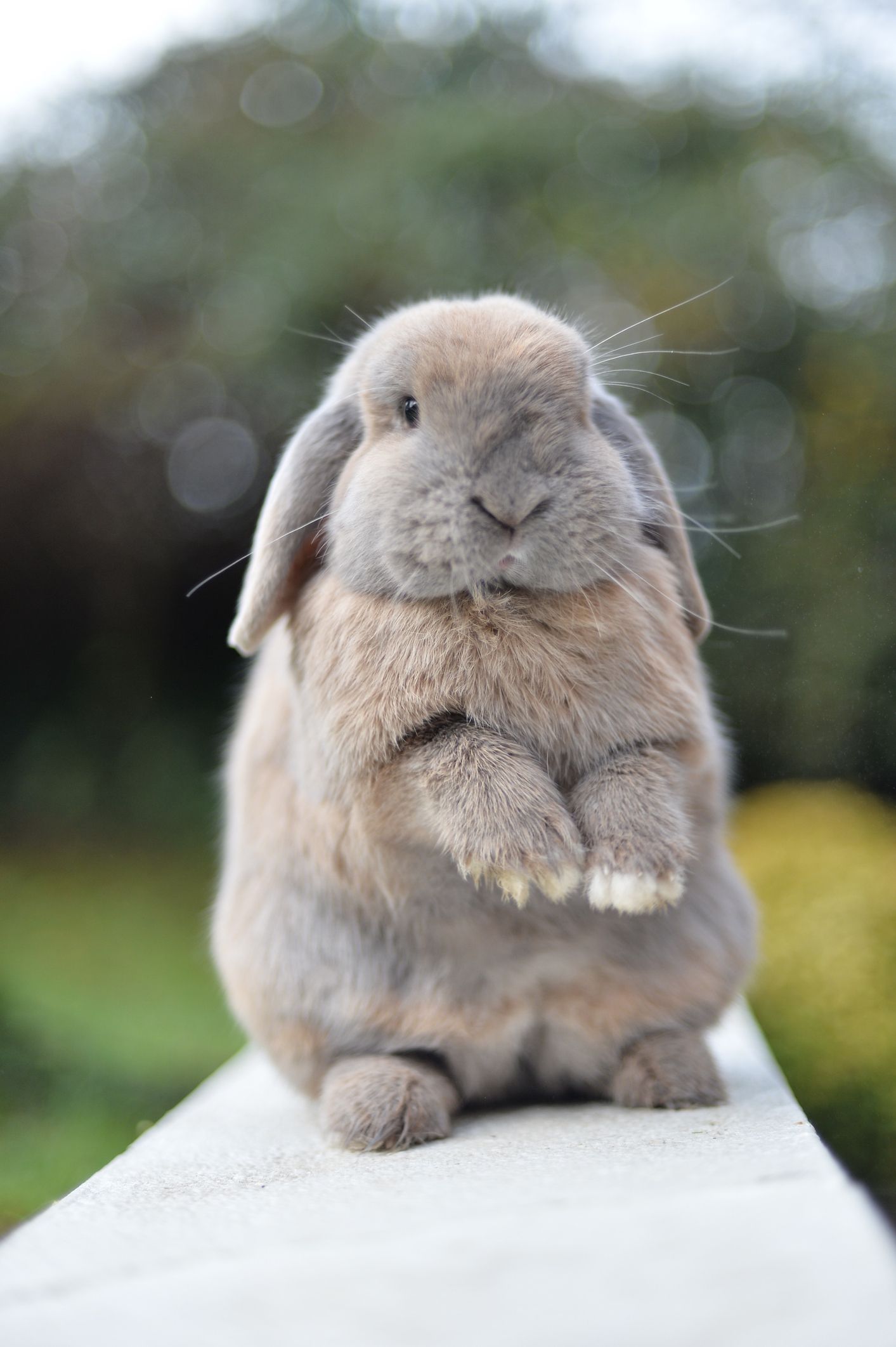 Adult mini lop fashion rabbit