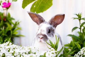 Rabbit Breeds American Rabbit Breeders Association ARBA List