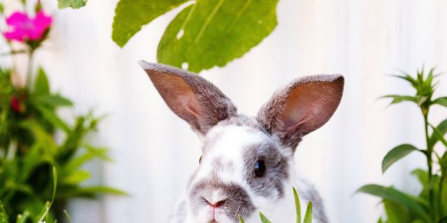 A Comprehensive Guide: The Best Rabbit Breeds for Pets  