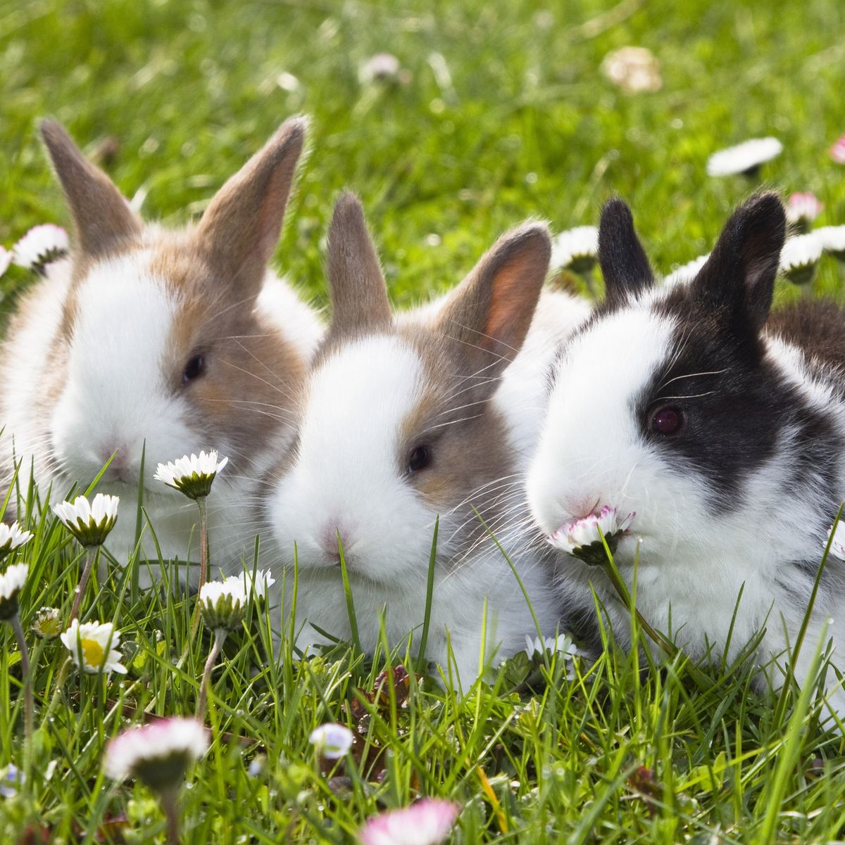 Three Bunny Rabbits Cuddling - Garden to Go Figurine