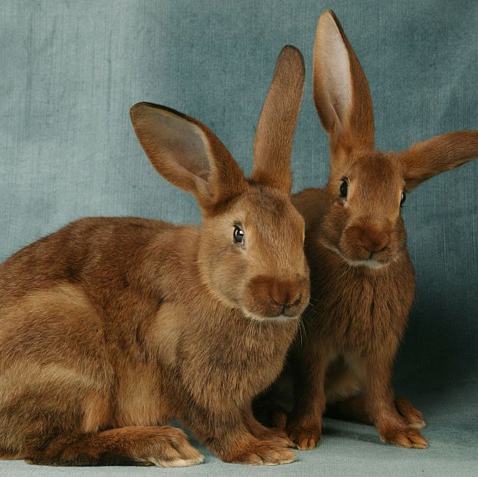 rabbit breeds