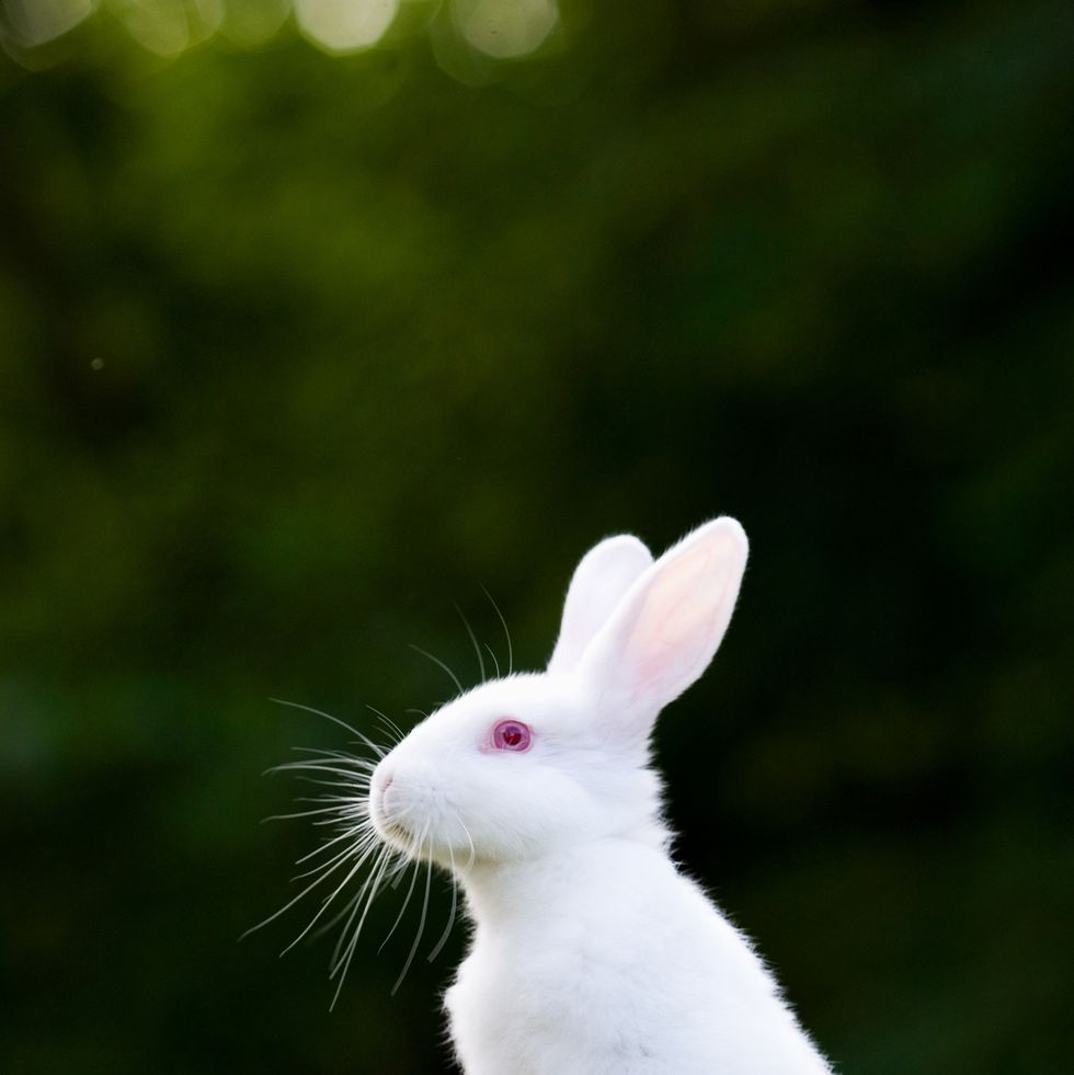Rabbit Breeds American White Outdoors