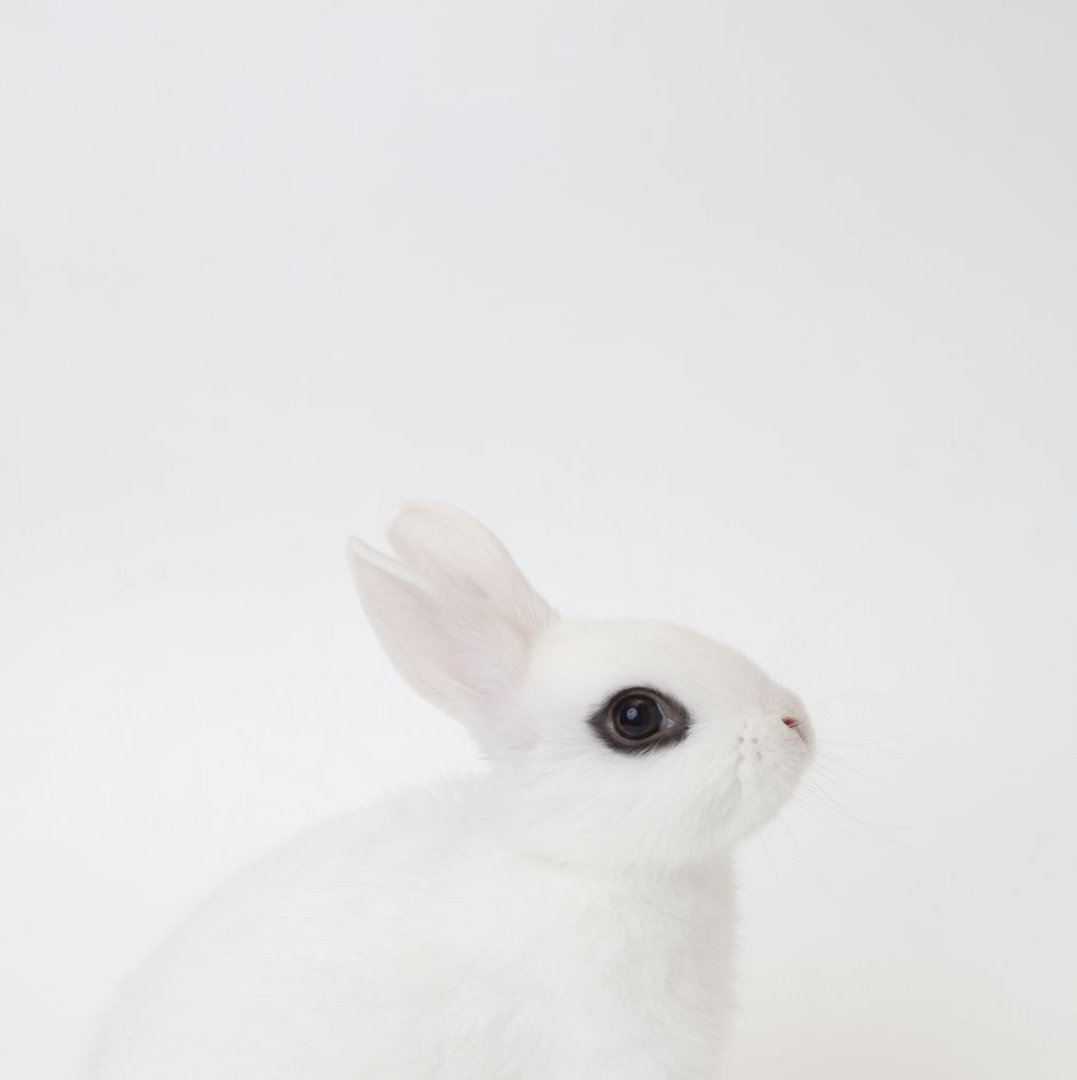 rabbit breeds Blanc de Hotot