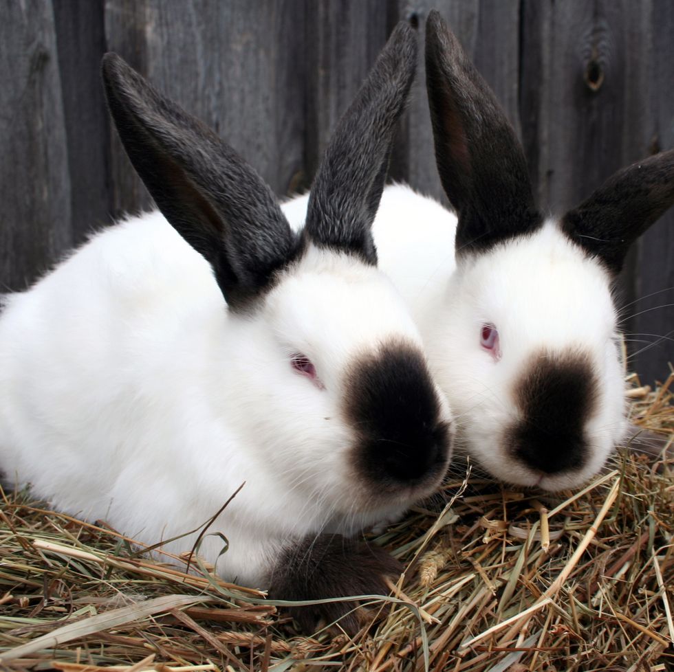 Rabbit Breeds Californian Rabbits in Hay