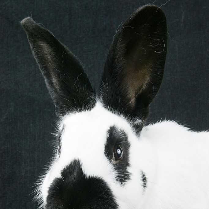 rabbit breeds Checkered Giant Rabbit