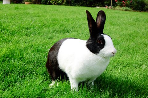 Rabbit Breeds Dutch Rabbit Black and White