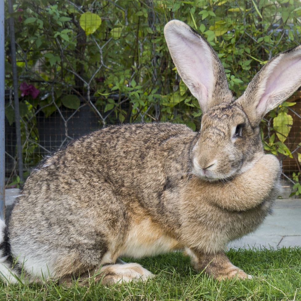 Rabbit Breeds Flemish Giant on Green Grass