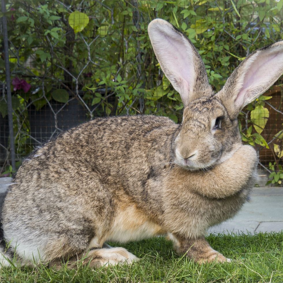 Rabbit Breeds Flemish Giant on Green Grass