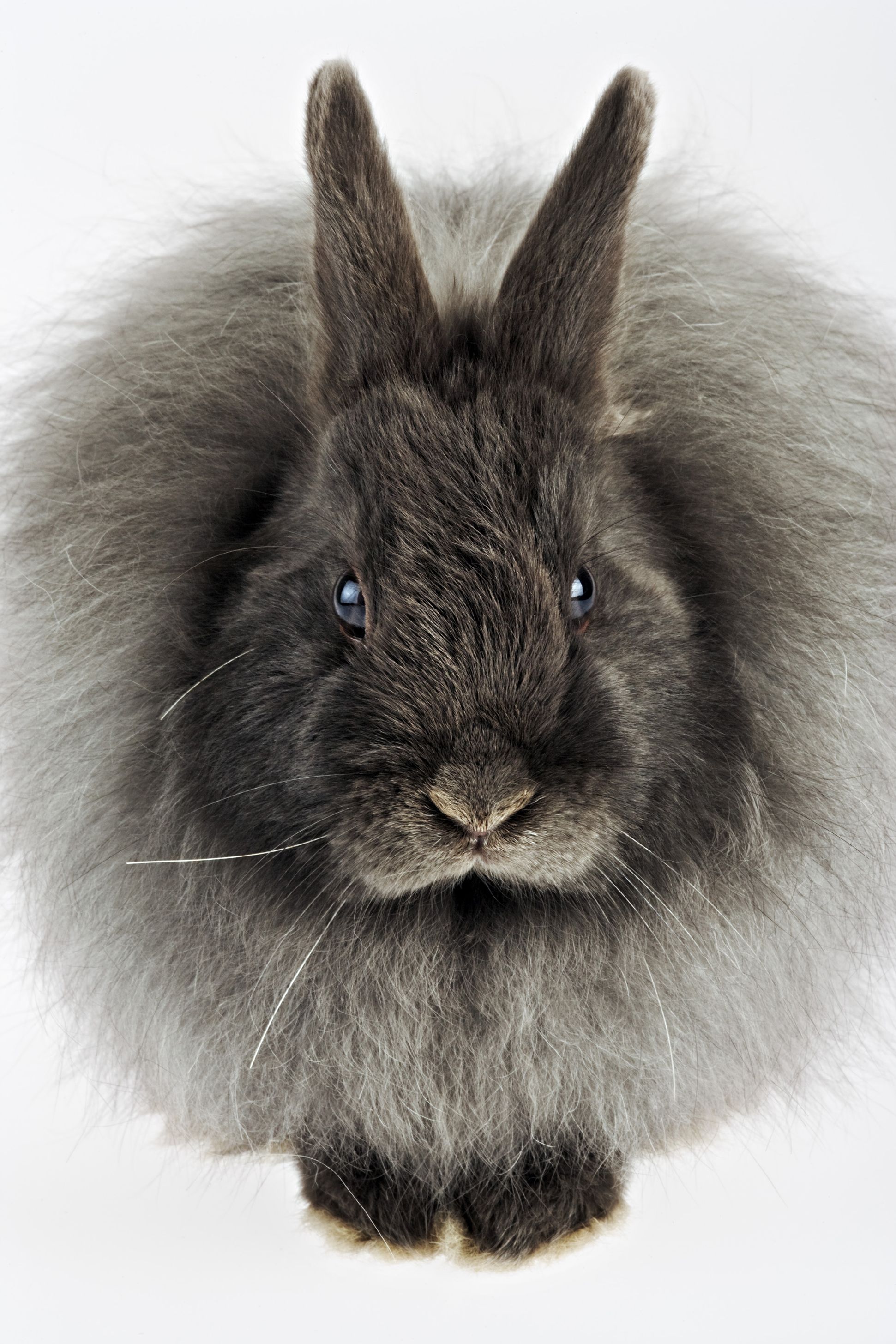 The 15 Best Rabbit Breeds - A Complete Breed Guide to Adopting a Bunny
