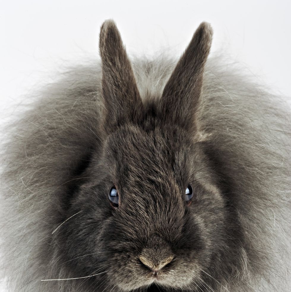 Rabbit Breeds French Angora on White Background