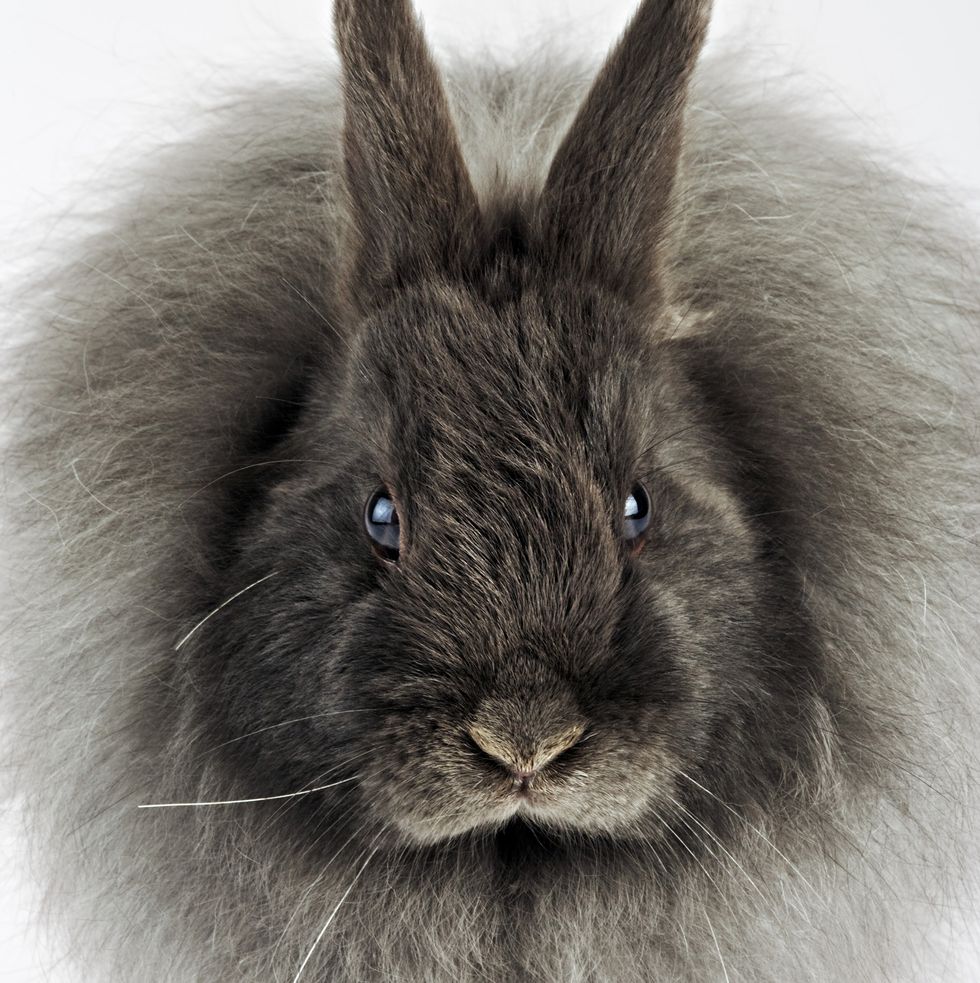 Rabbit Breeds French Angora on White Background