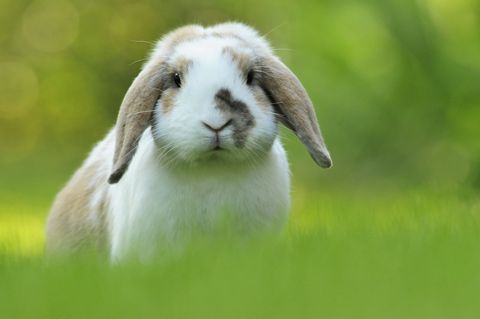 Rabbit Breeds Holland Lop in Green Grass