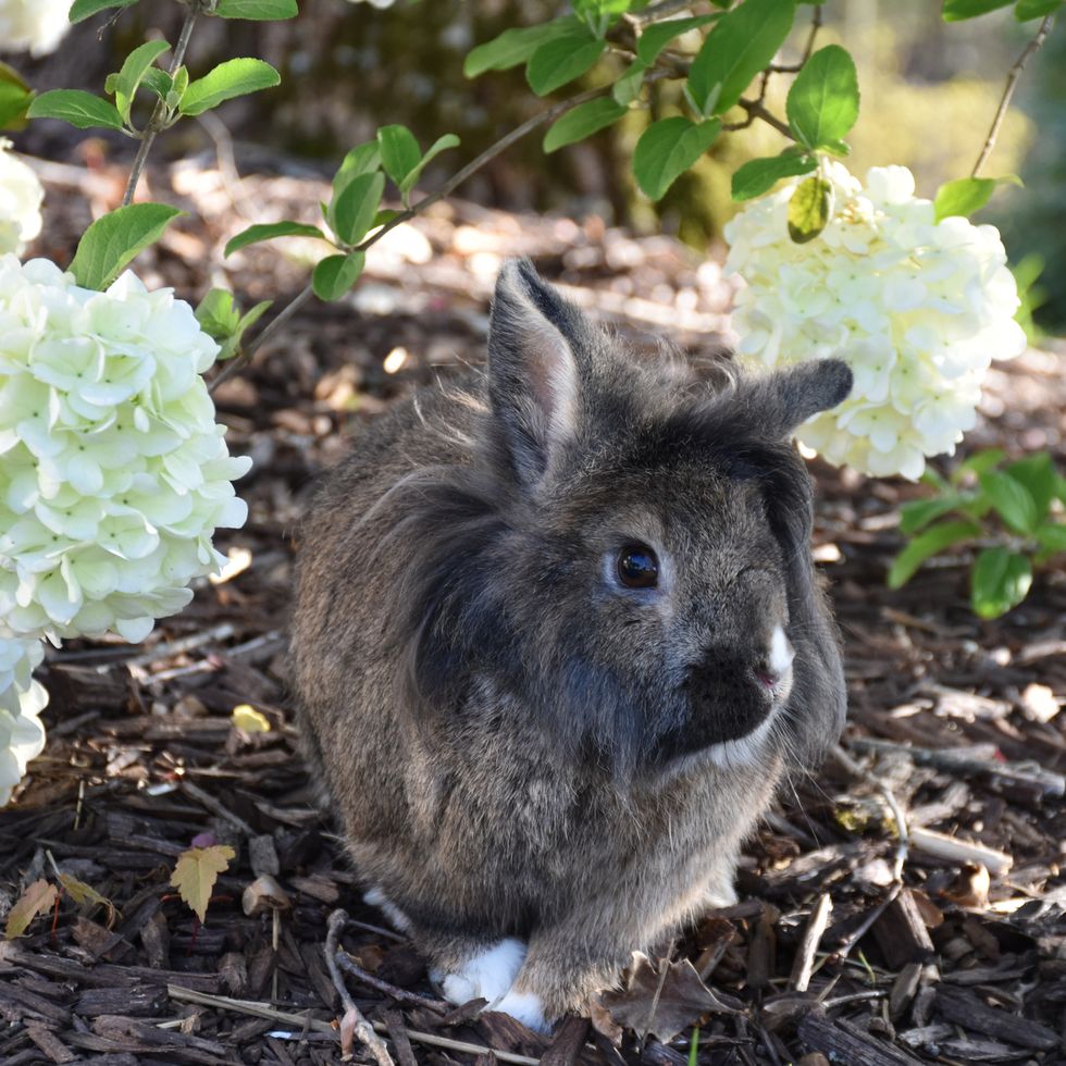 Rabbit Breeds Lionhead with Flowers