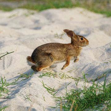 konijn rent door het zand in de duinen