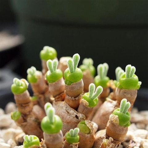 monilaria obconica rabbit succulent