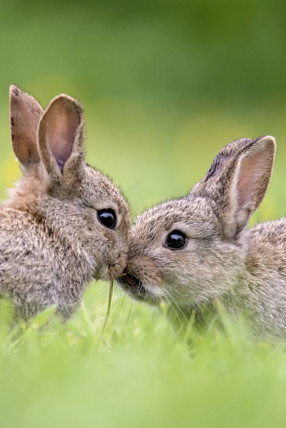 a pair of wild baby bunny rabbits sharing a kiss during late spring