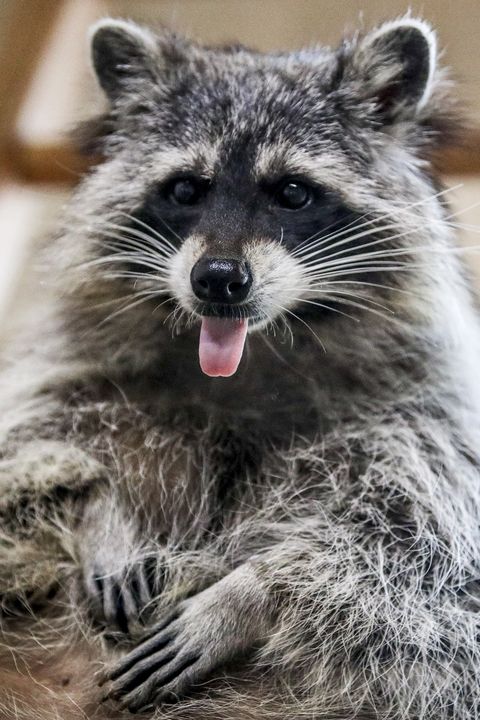 raccoon sitting up with its tongue sticking out
