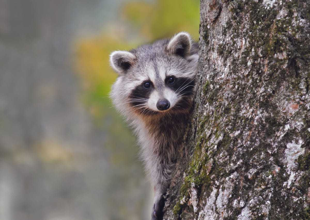 Dr. Pimple Popper Pops 'Raccoon' Mask Of Blackheads In Youtube Video