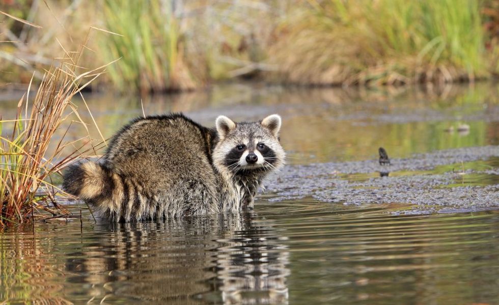 Raccoon or racoon, Adulte , (Procyon lotor), Minnesota, United States