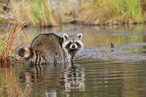 Raccoon or racoon, Adulte , (Procyon lotor), Minnesota, United States