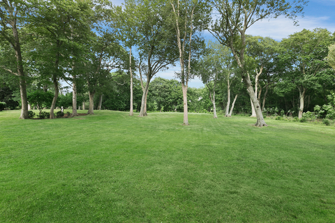 green lawn with trees