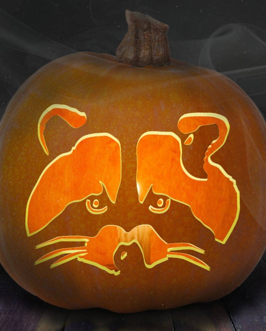 racoon pumpkin