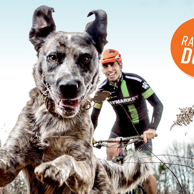Bicycling's Raddest Dogs 