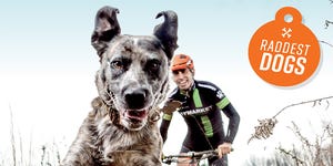 Bicycling's Raddest Dogs 