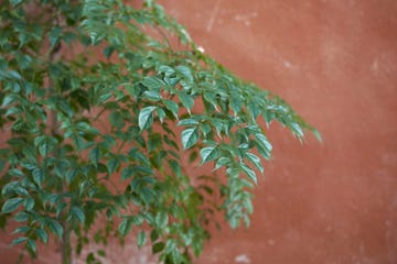 planta ceniza de habitación o radermachera