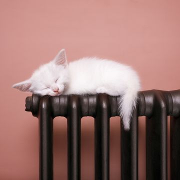 gato durmiendo sobre un radiador