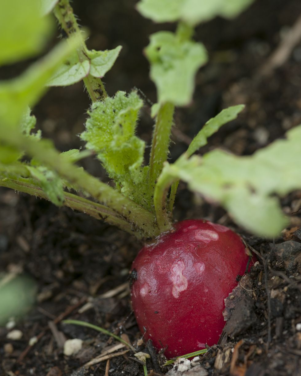 close up¬Ýof radish growing in organic garden, halifax, nova¬Ýscotia, canada