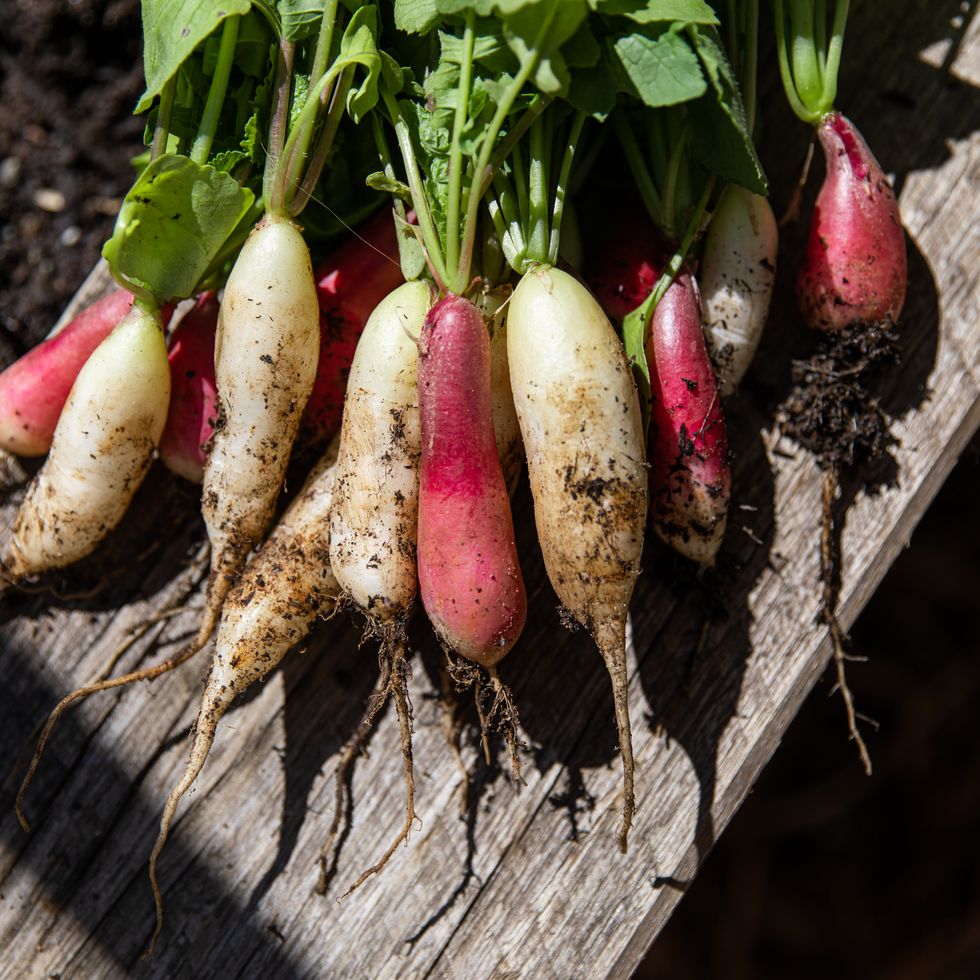 radish bunches