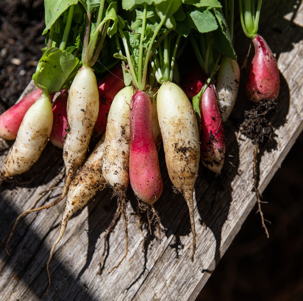 radish bunches