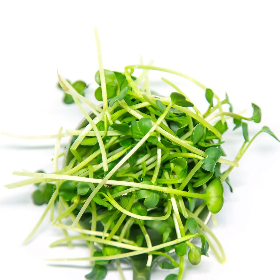 radish microgreen on a white background isolate selective focus