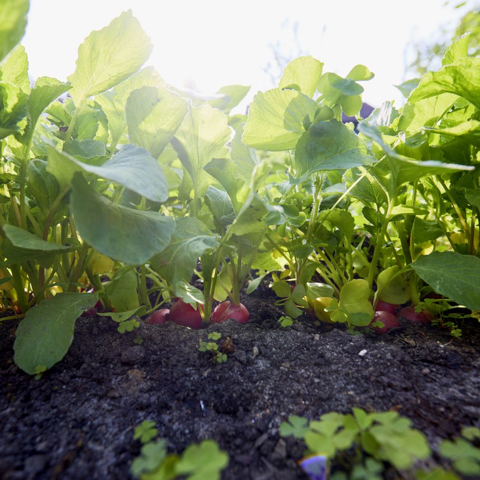 radishes in a vegetable garden against sunlight