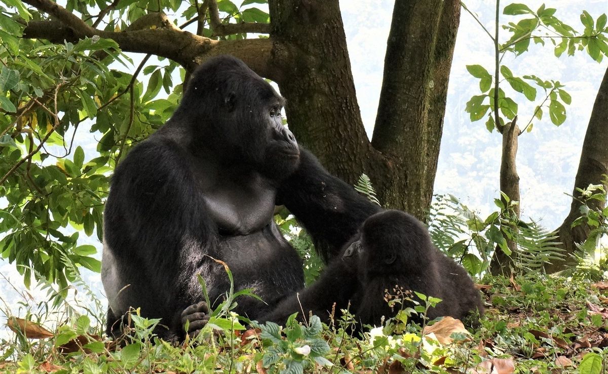 Rafiki op de foto hierboven samen met een vrouwtje stond sinds 2008 aan het hoofd van een groep van zeventien gorillas