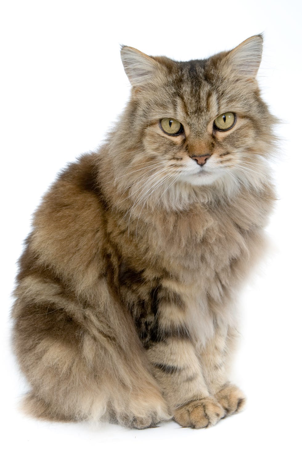 15 Beautiful Long-Haired Cat Breeds that Make Wonderful Pets