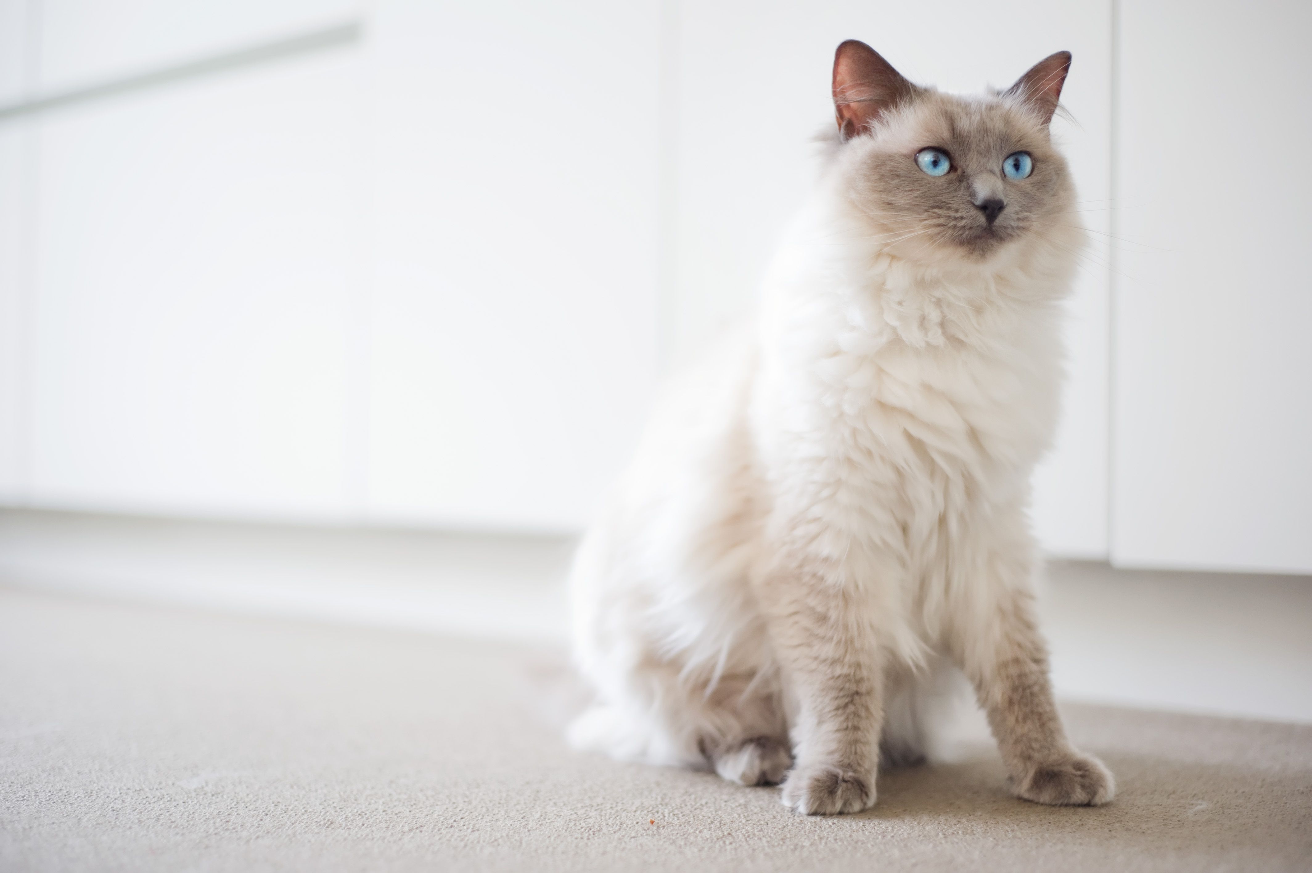 Best breed of store cats for families