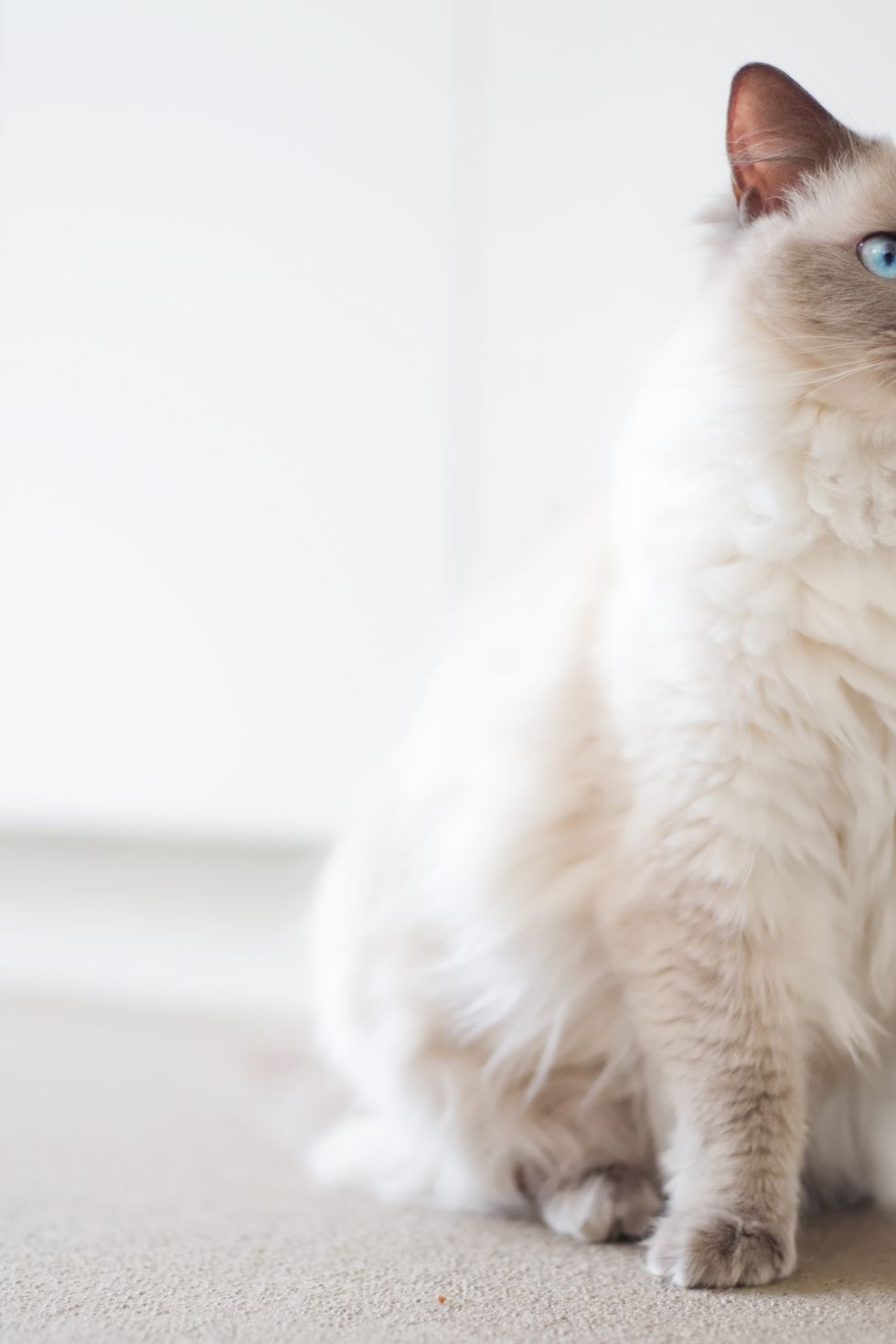 10 Best Cat Breeds for Homes with Dogs