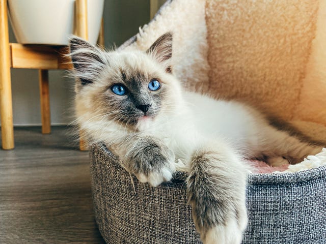 ragdoll kitten sitting relaxed in wool bed