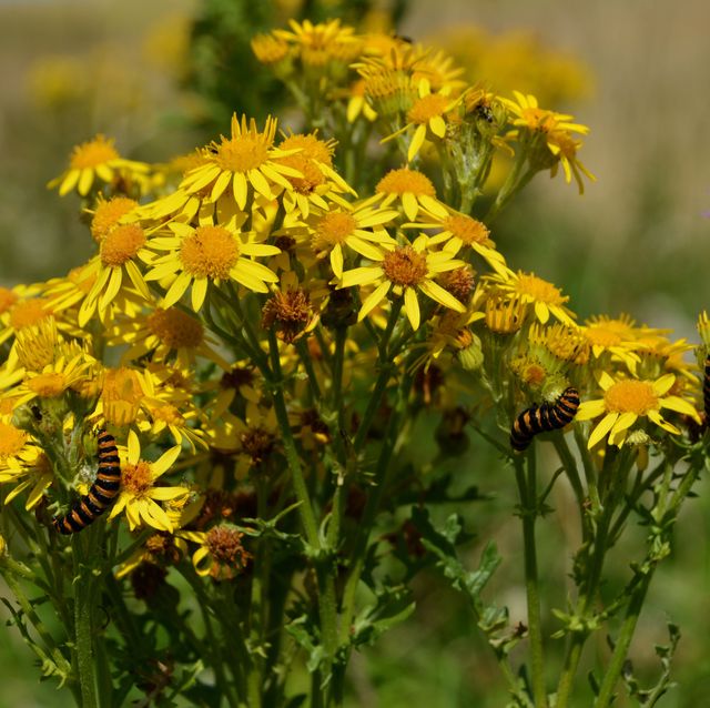 new study says to keep these 3 common weeds