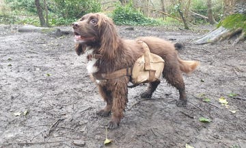 a dog wearing a backpack