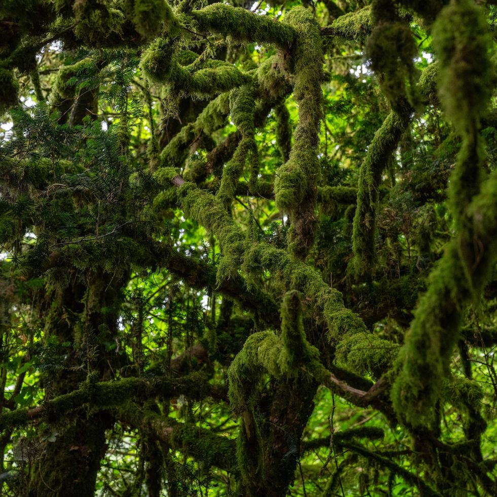 thick moss grows on trees in lydford gorge, home to an ancient temperate rainforest
