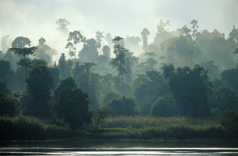 rainforest and river, borneo, malaysia