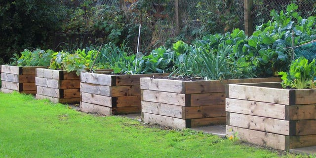 raised beds