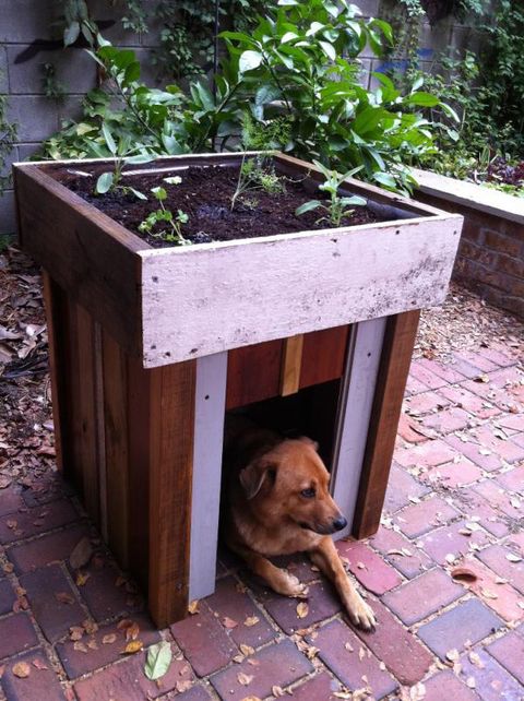 raised bed ideas dog house vegetable garden