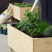 raised garden bed with herbs